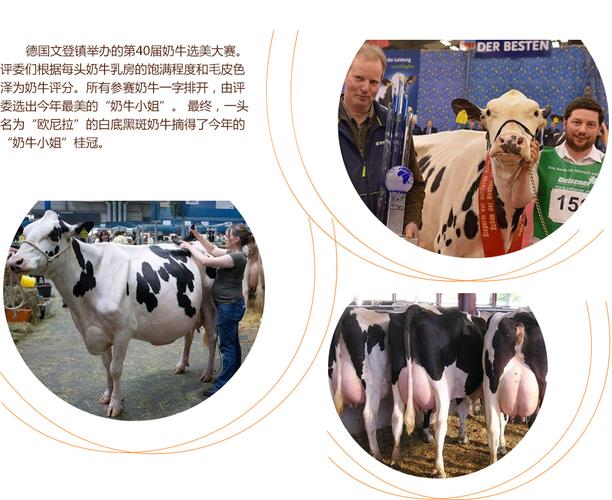 捷克迢市 如果需要进一步帮助