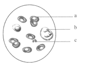 小枫里番在线观看 传播正能量的小枫线观佳作