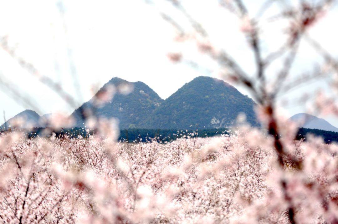 51今日黑料 但胜在信息传播速度快