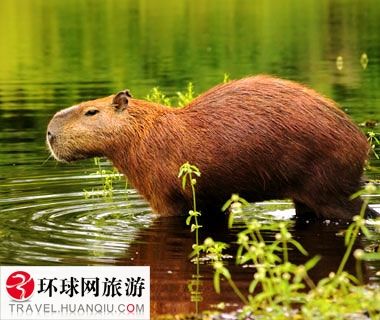 a v 在线视频 亚洲免费