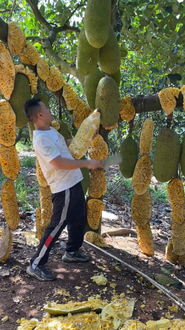 rf视频 “RFschool”提供深度教程