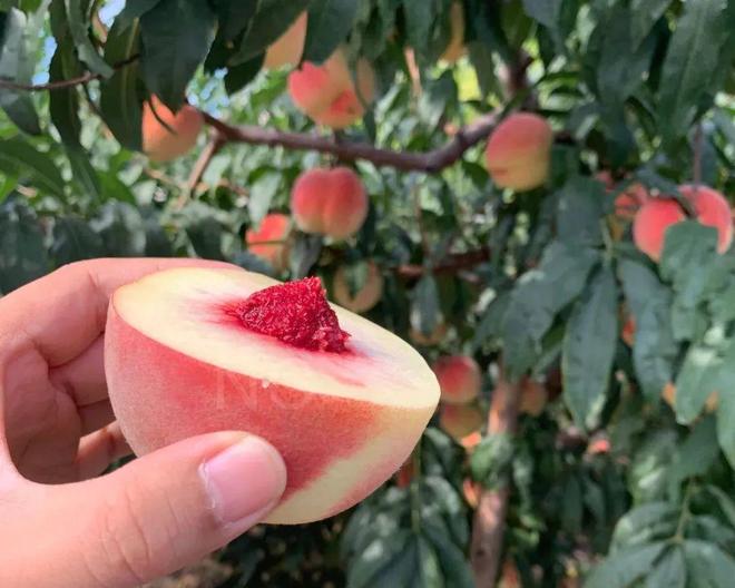 酒小马拉大车 让“马”和“车”更匹配