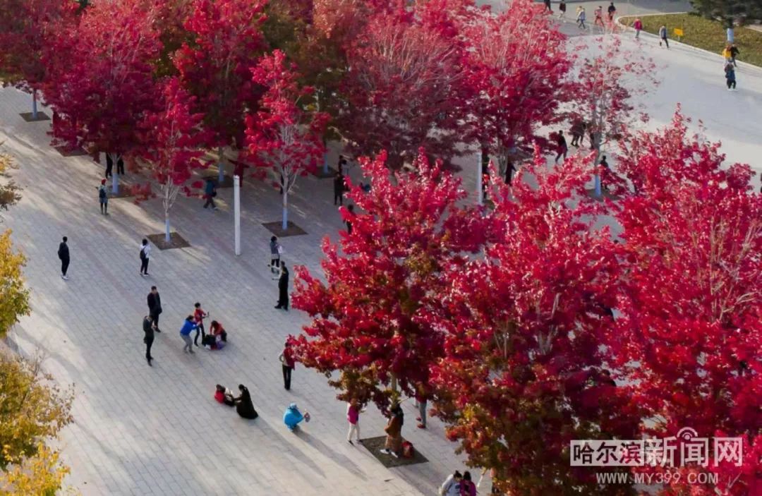 麻豆剧果冻传媒精品网站