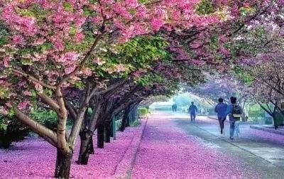 蜜桃四季春 蜜桃季春更加健康无添加