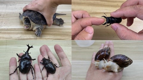 开箱视频0 创意足）、开箱视频小红书