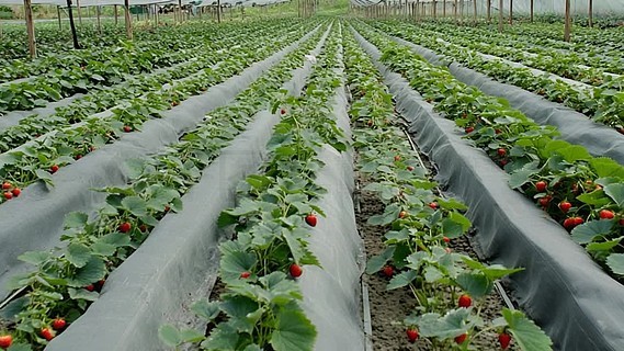 日本乱人伦aⅴ精品潮喷 与现实伦理规范存在明确界限