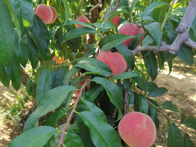 国产精品美女乱子伦高潮