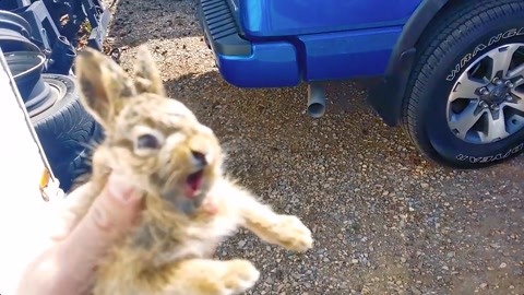 小 马 拉大 车 視頻