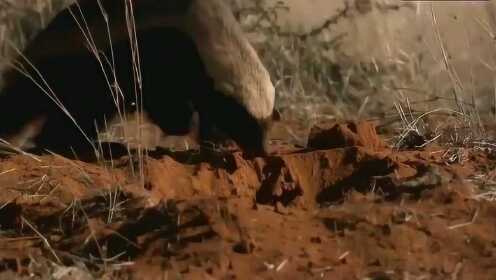 困困狗军衣 我非常乐意为你提供帮助