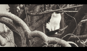 拉大车的小马作者 作品通过小马的小马视角