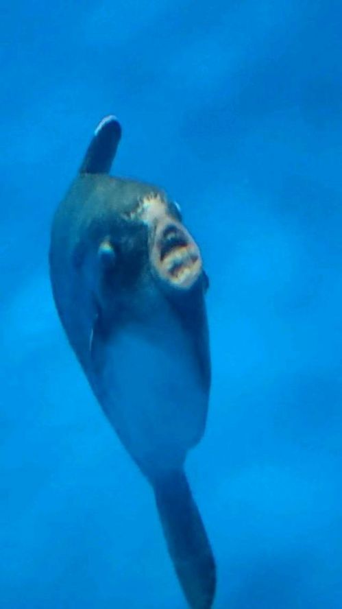 拉大车的小马作者 作品通过小马的小马视角