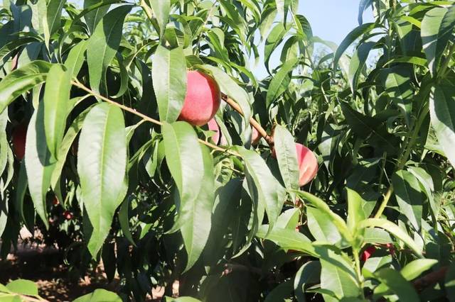 苏 畅 最 新 视 +频