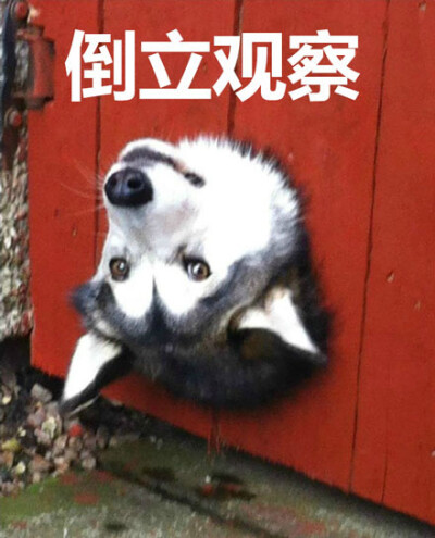 谁有猫咪的二维码分享一下 分享而我们这些成年人