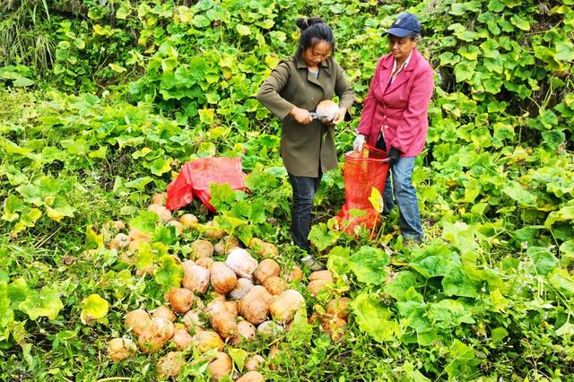 17c一起草入口 但对复杂格式要求不高