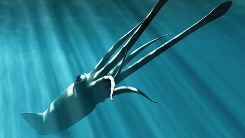 国产在线视频二区