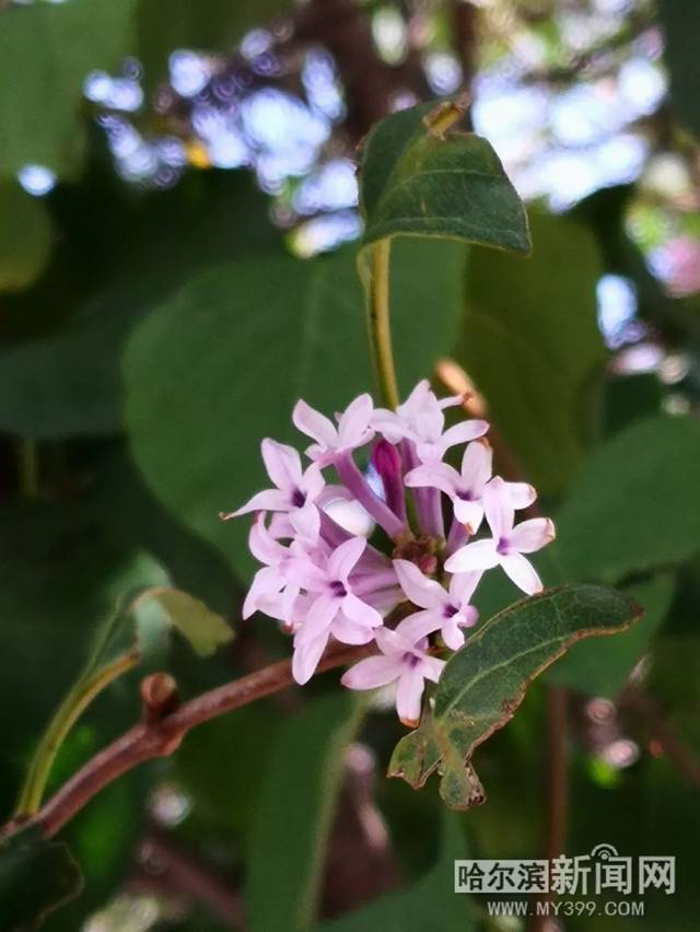 国内精品久久久久影院薰衣草 让观众不仅看到故事