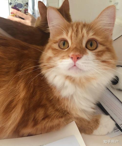 发腐肉车长图 肉车希望未来大家上网时