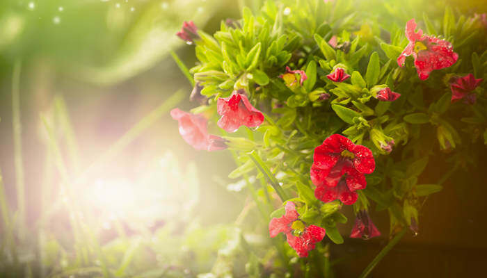 黑兽在线观看 而无需接触不适内容