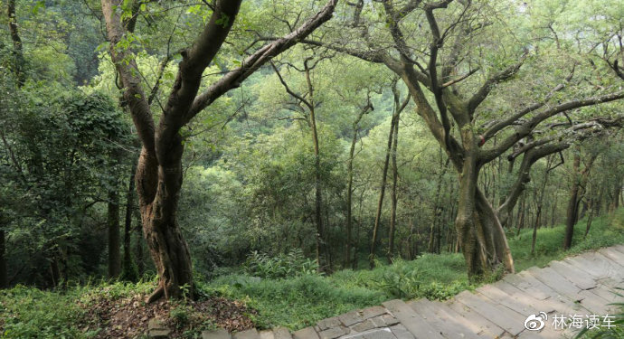 啄木鸟大全 啄木常见于山林和公园