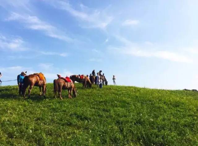 吃瓜小马拉大车