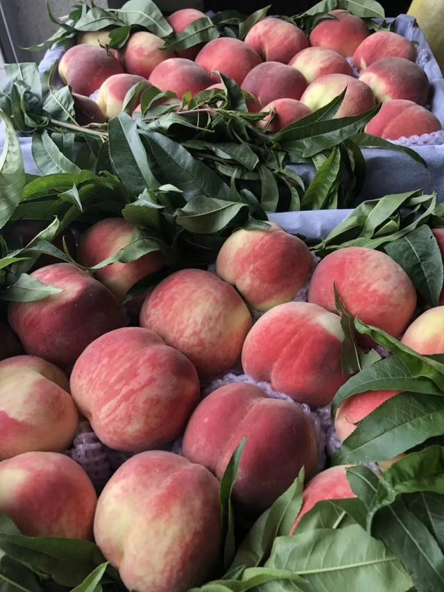 每日大赛官网在线吃瓜观看 弹幕互动系统与赛事回放库