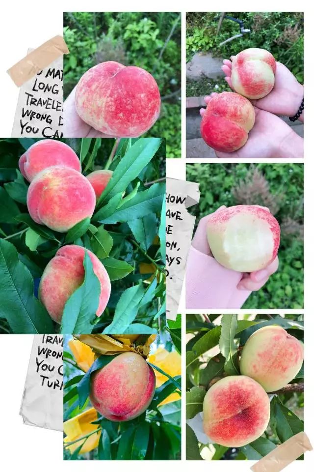 视频免费小马拉大车。