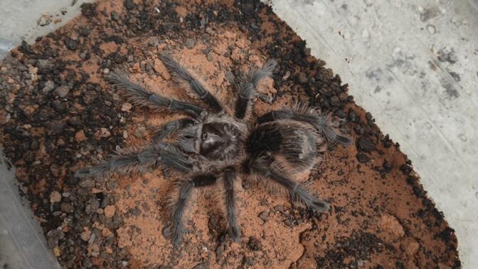 高耸 爽 h 高耸爽塔等高大直立