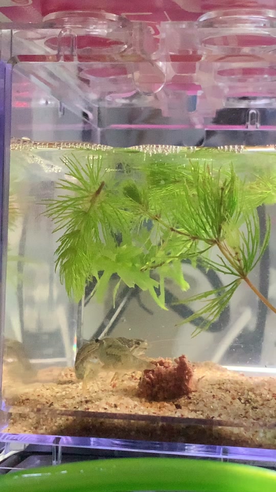 麻豆无限臀 麻豆作为DeepSeek AI助手