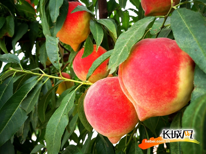 无臀影山 无臀影山我无法提供确切解释