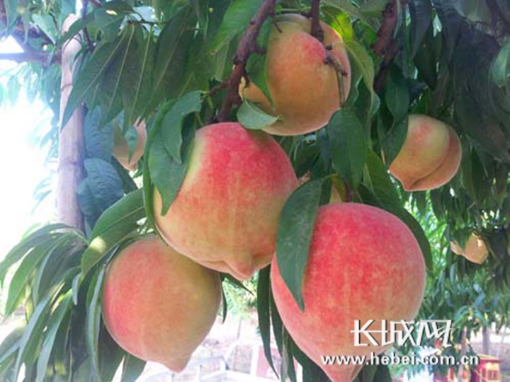 国产精品影音先锋 