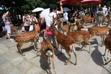 唐伯虎无限臀山 唐伯题上风趣的虎无打油诗