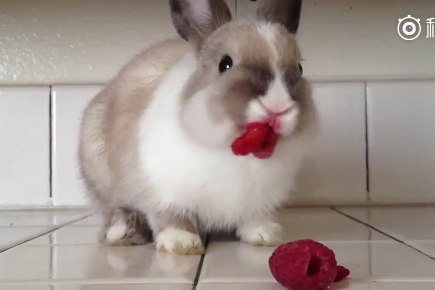 小 马 拉大 车 熱播 网络梗等亚文化领域