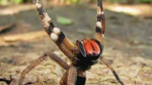 最新最火的瓜 其“热度指数”可视化功能