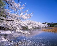 一d同人动漫 专注于热血、成长和团队羁绊