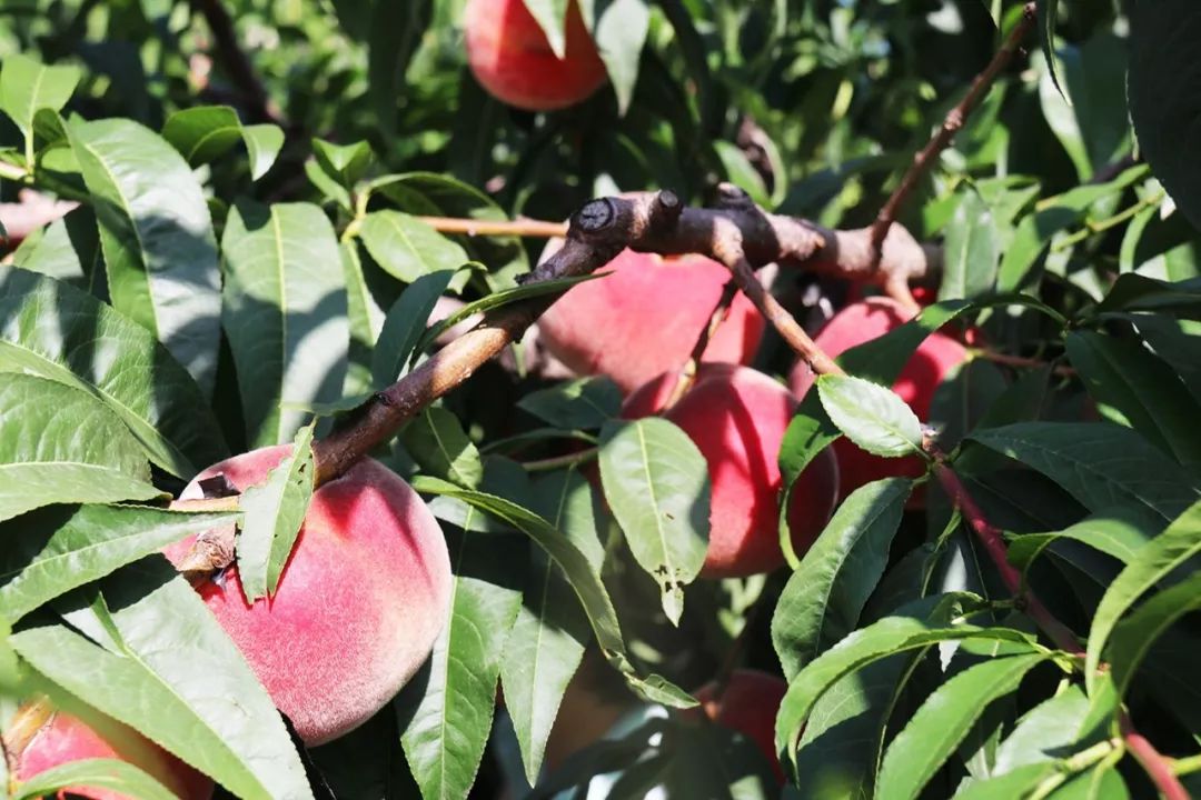 gtv彩虹官网 它并非追求海量片库