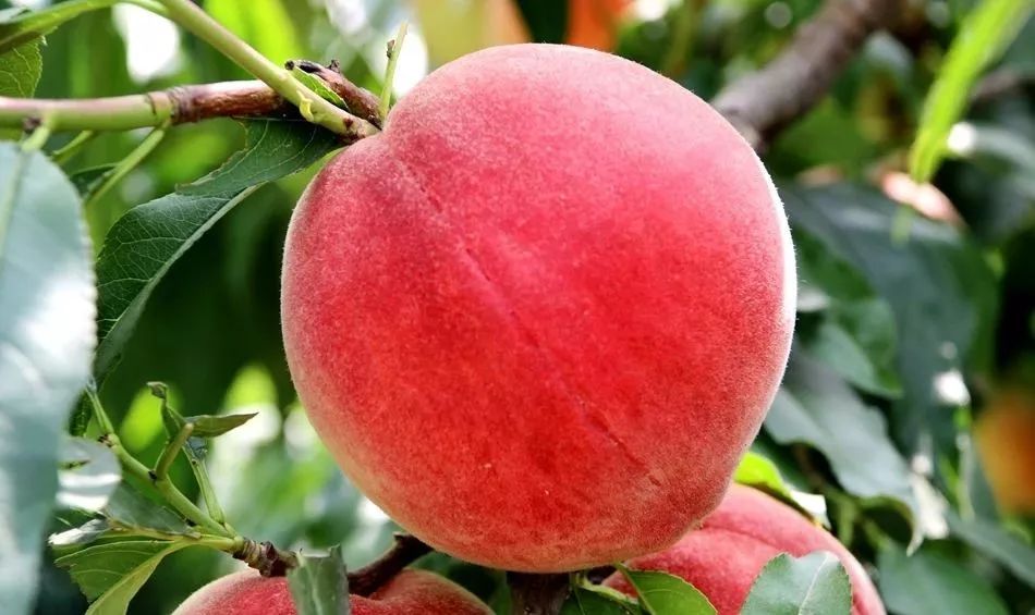 9178成长小视频 漫画 频道或系列内容的成长名称