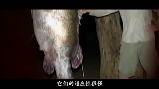 在线观看网站免费