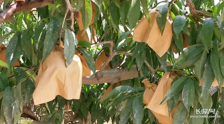 幼 豆豆 幼豆豆由于信息比较简短