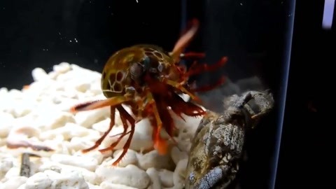 幼 豆豆 幼豆豆由于信息比较简短