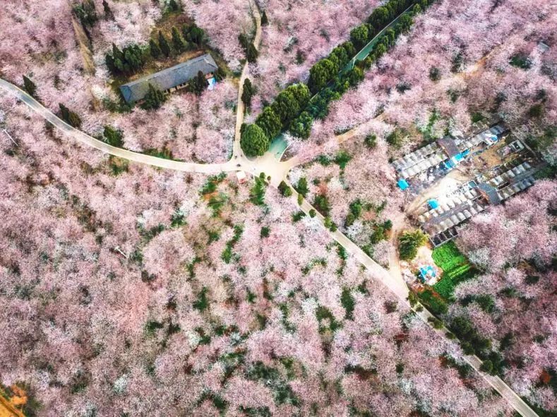 比心视频 它是一个网络文化符号