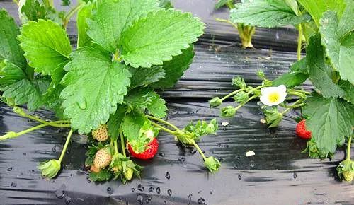 苏里南韩剧免费观看 苏里但要注意版权问题