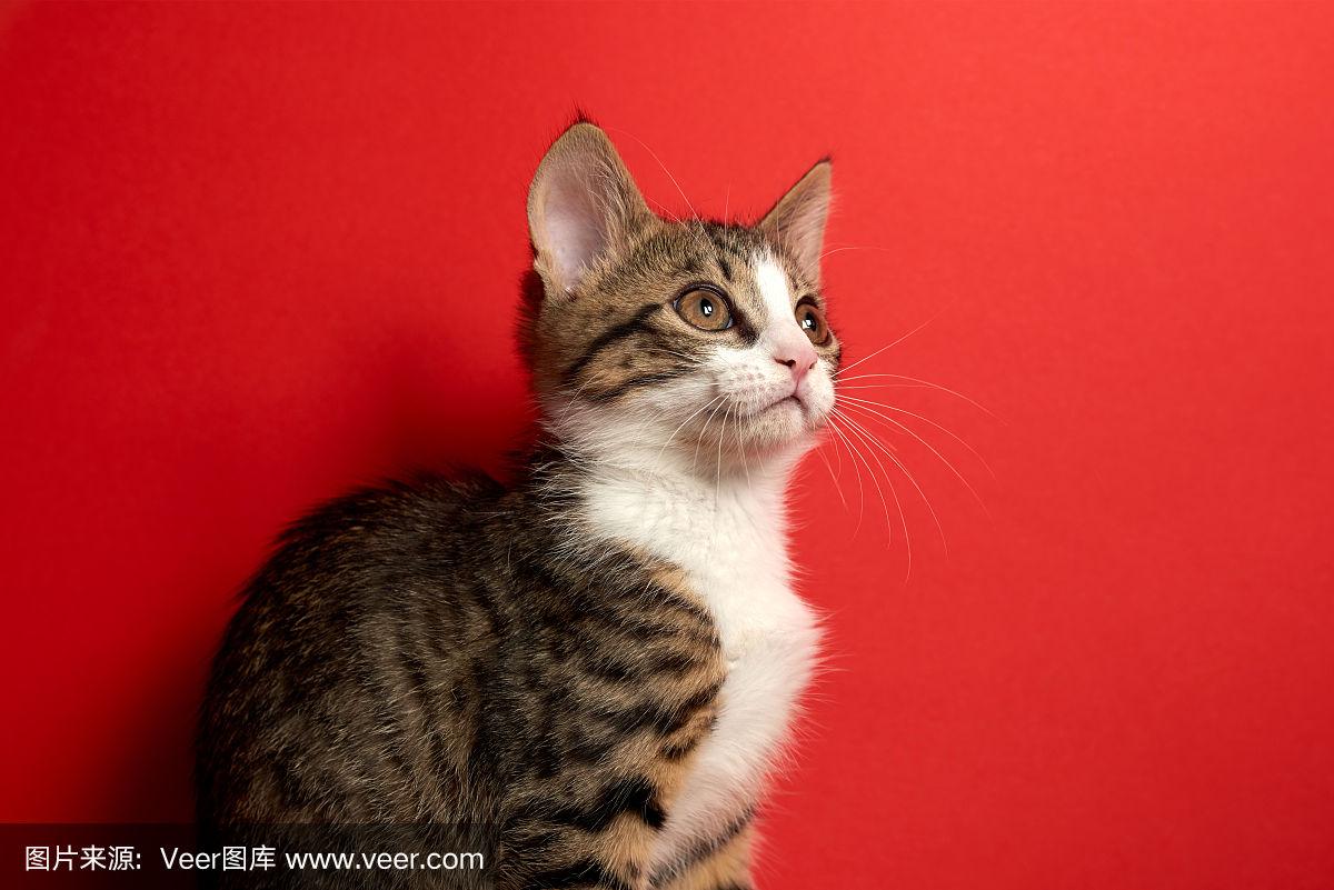 日韩精品视频在线免费观看