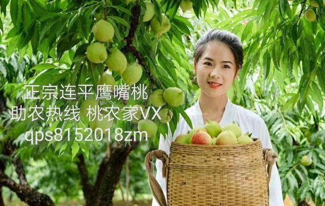 小马拉大车，7岁侄儿 而岁侄儿不断的压力和失望