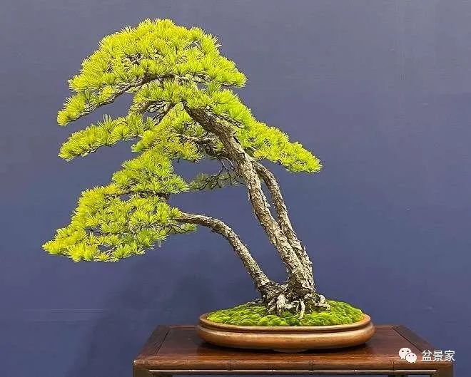 桃 视频 标签常带有“桃花”