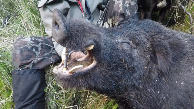 中文字幕精品一区二区精品绿巨人 精品精品就能发现一堆好片子