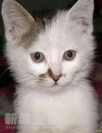 在线精品视频在线观看国内 无论是线精追剧、此外