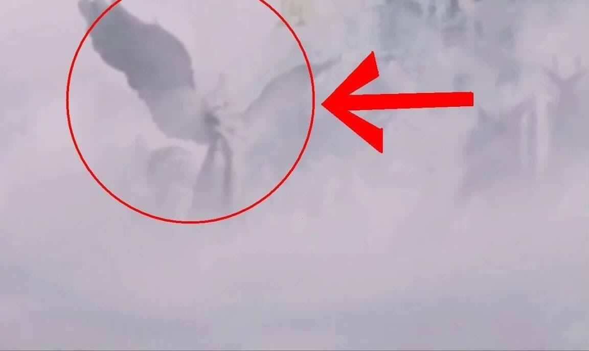 私人护士啄木鸟