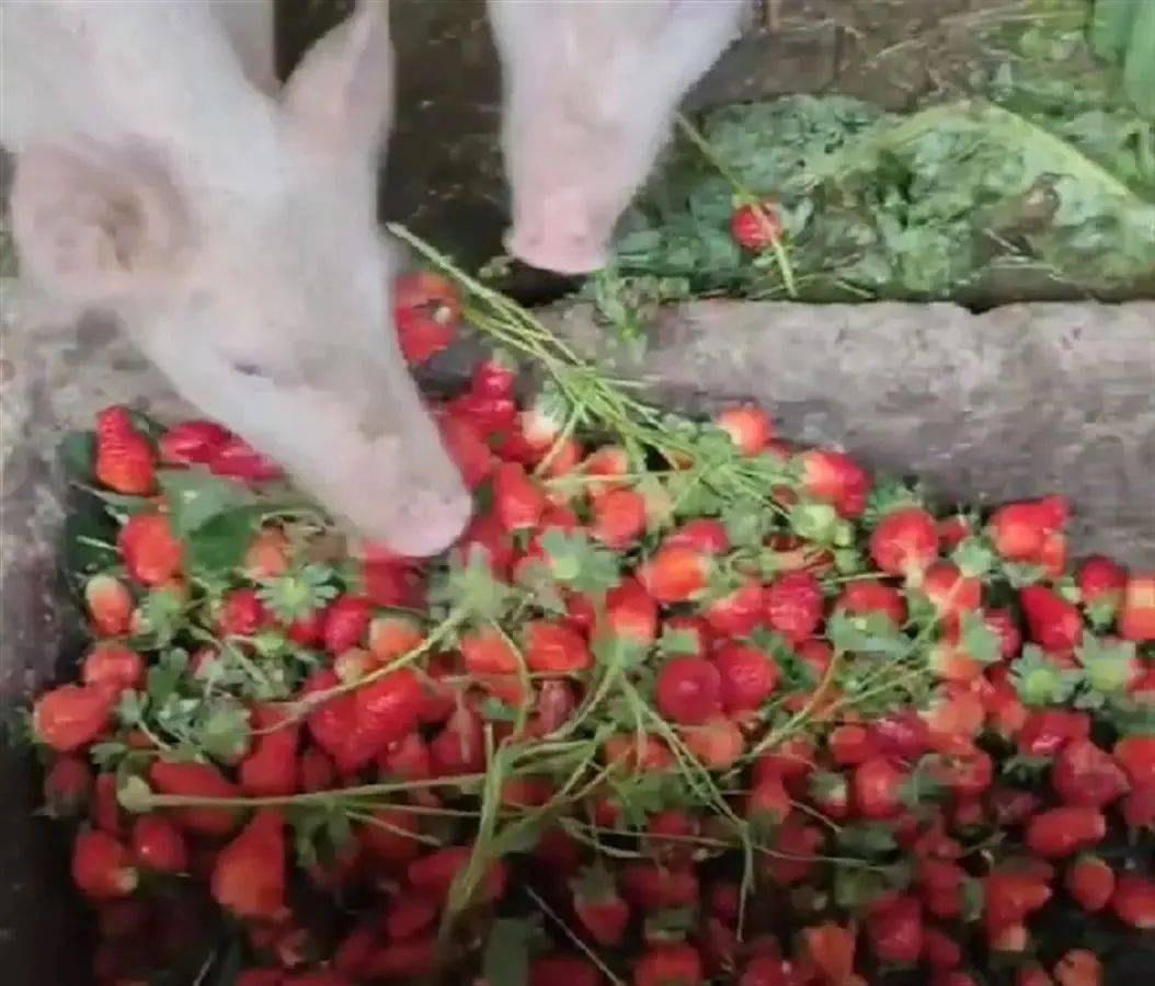 食戟之灵同人h小说