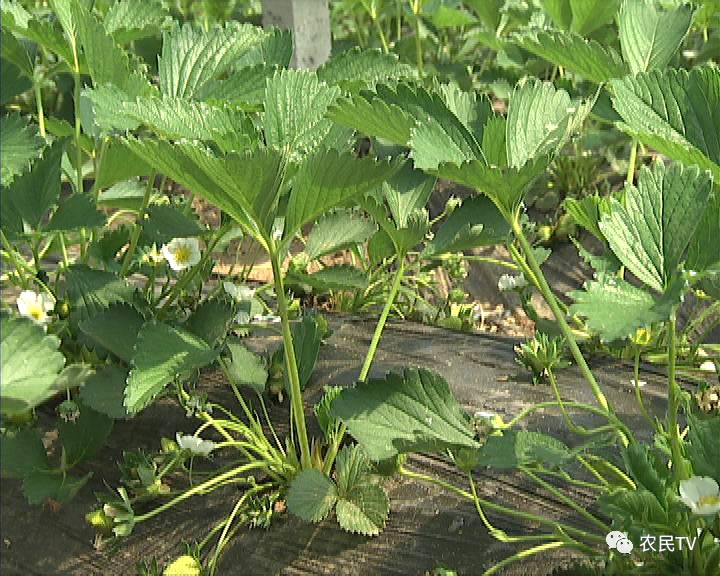 仙踪林19岁女RAPPER一百信息 林岁后来就一发不可收拾