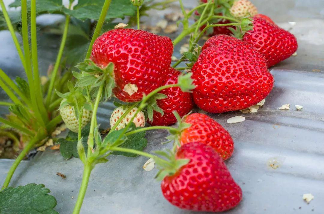 蜜桃影视在线观看